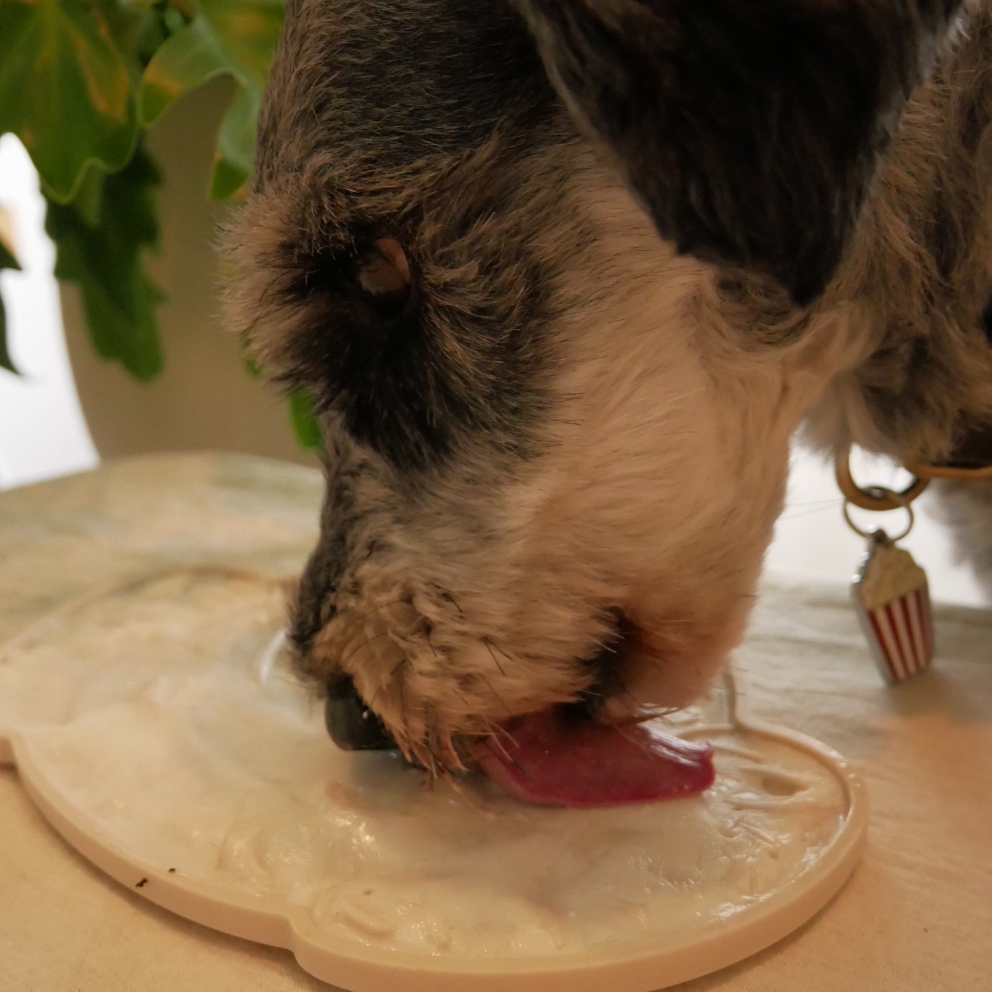 【ペット用食器】LICK MAT