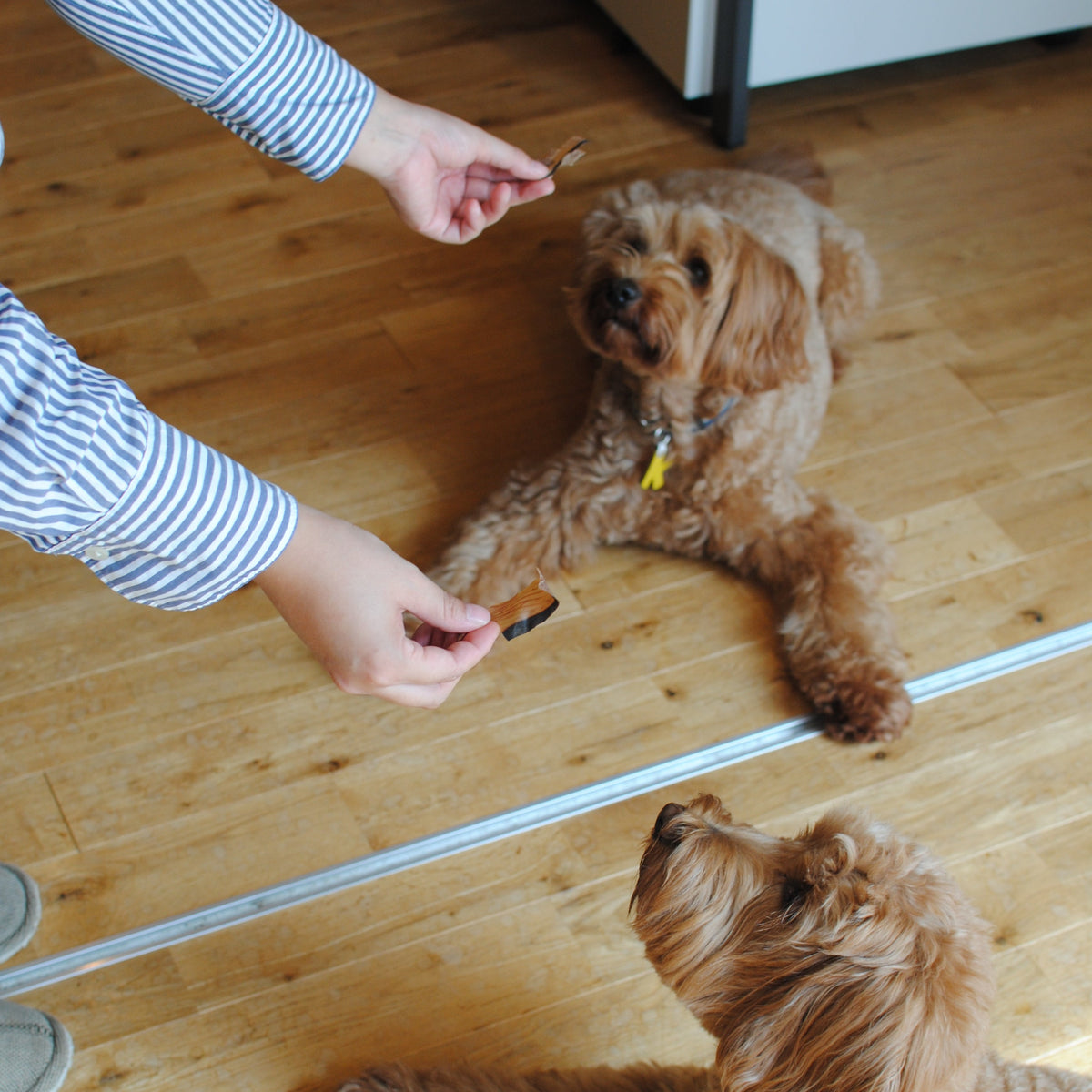 犬のおやつ（パリパリまぐろ節）